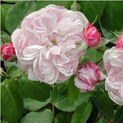 Rosa  Fantin-Latour - różowy  - Róże pienne - z kwiatami róży angielskiej - korona krzaczasta